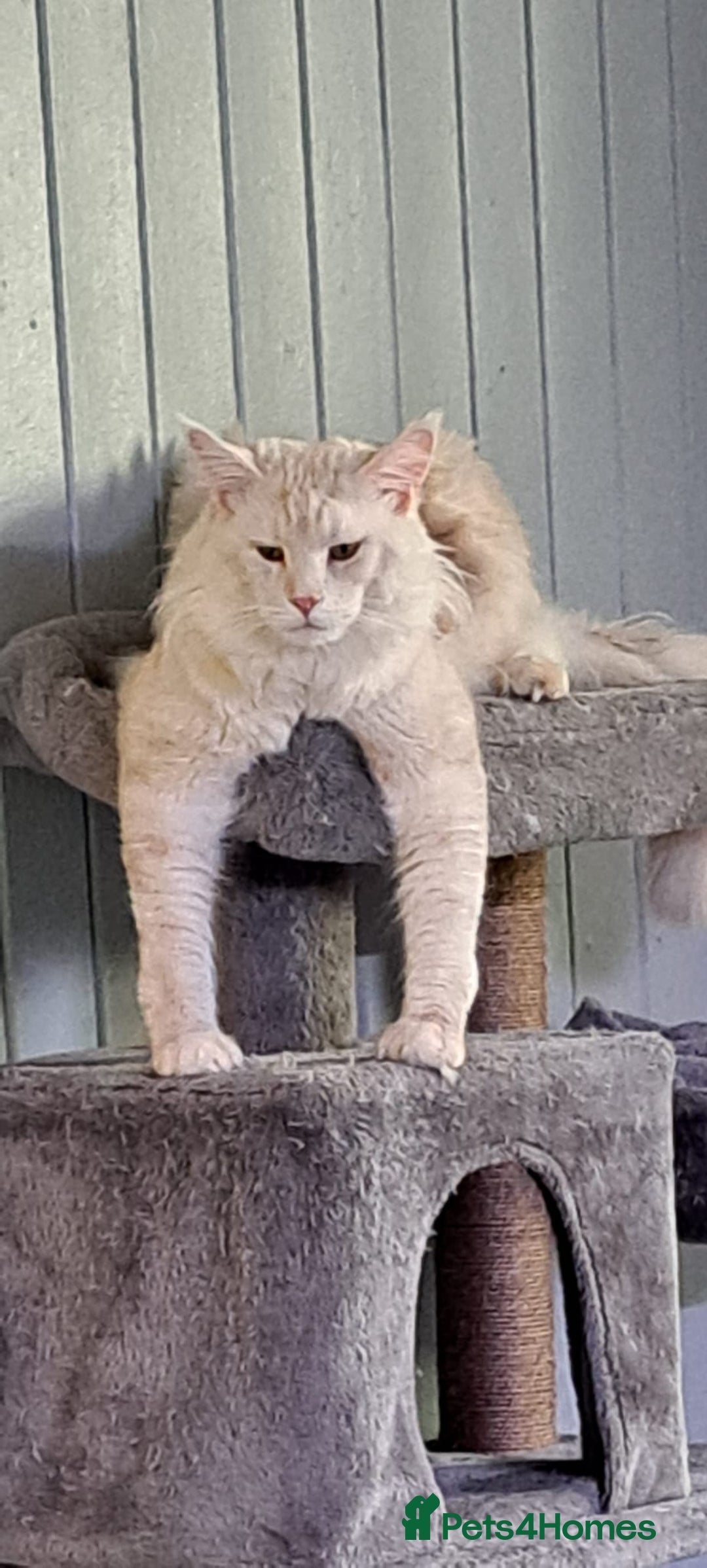 Maine Coon cats for sale: Purebred Maincoon Kitten - Image 13