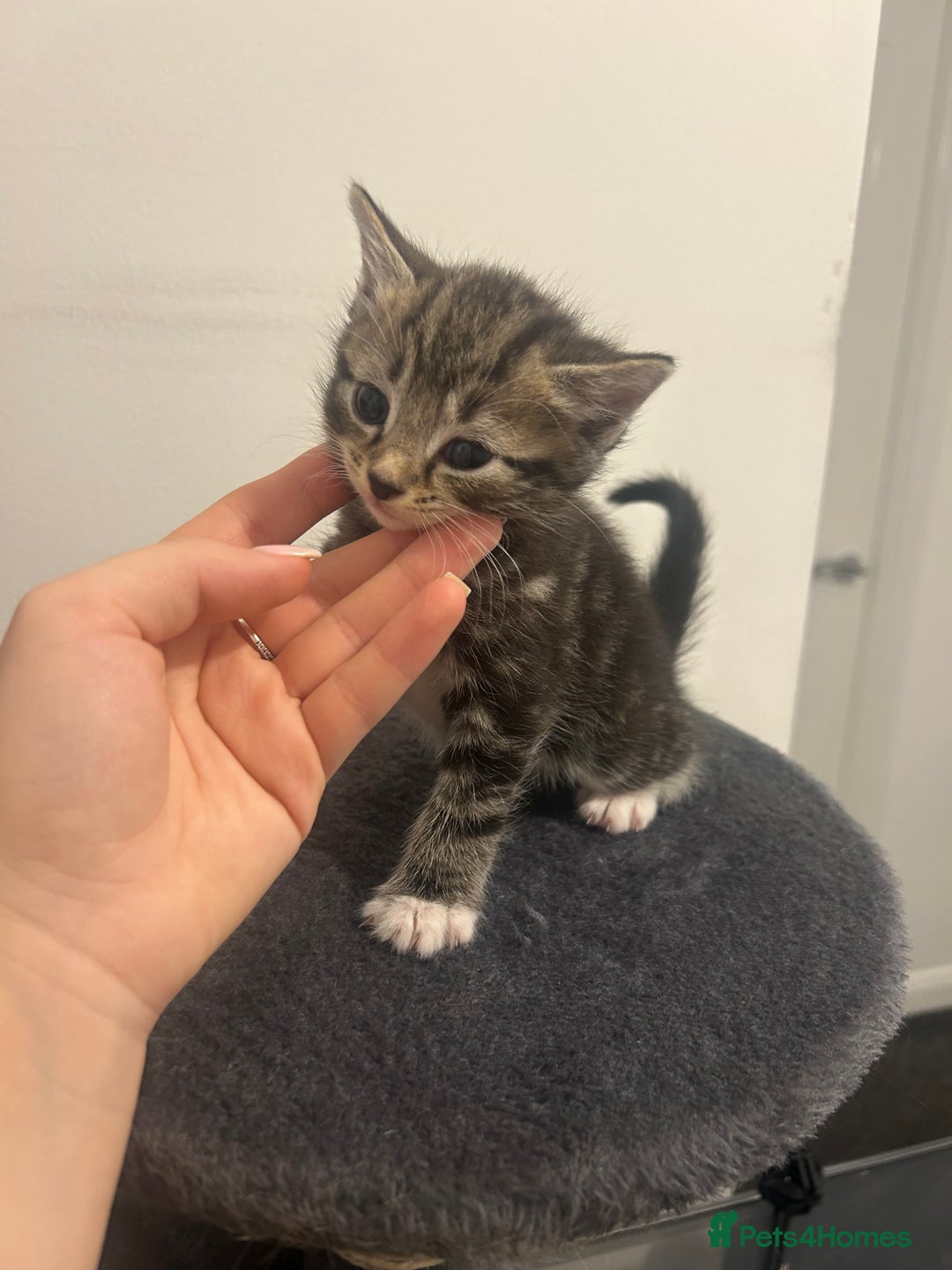 Bengal cats for sale: 7 bengal cross kittens  - Image 3