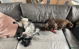 Cocker Spaniel dogs for sale: Blue Roan Cocker Spanisl - Image 2
