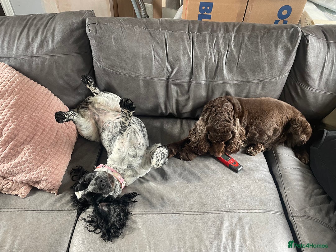Cocker Spaniel dogs for sale: Blue Roan Cocker Spanisl - Image 2