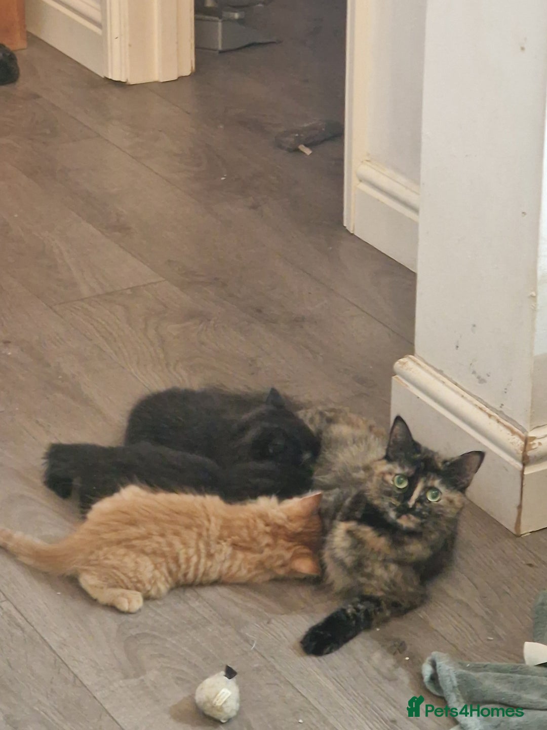 Mixed Breed cats for sale: 3 beautiful longhaired kittens ready to go - Image 5