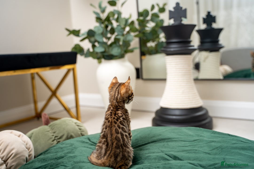 Bengal cats for sale: TICA-Certified Bengal Kittens, Show Quality - Image 40