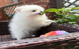 Pomeranian dogs for sale: Pom bears looking for loving homes❤️ - Image 17