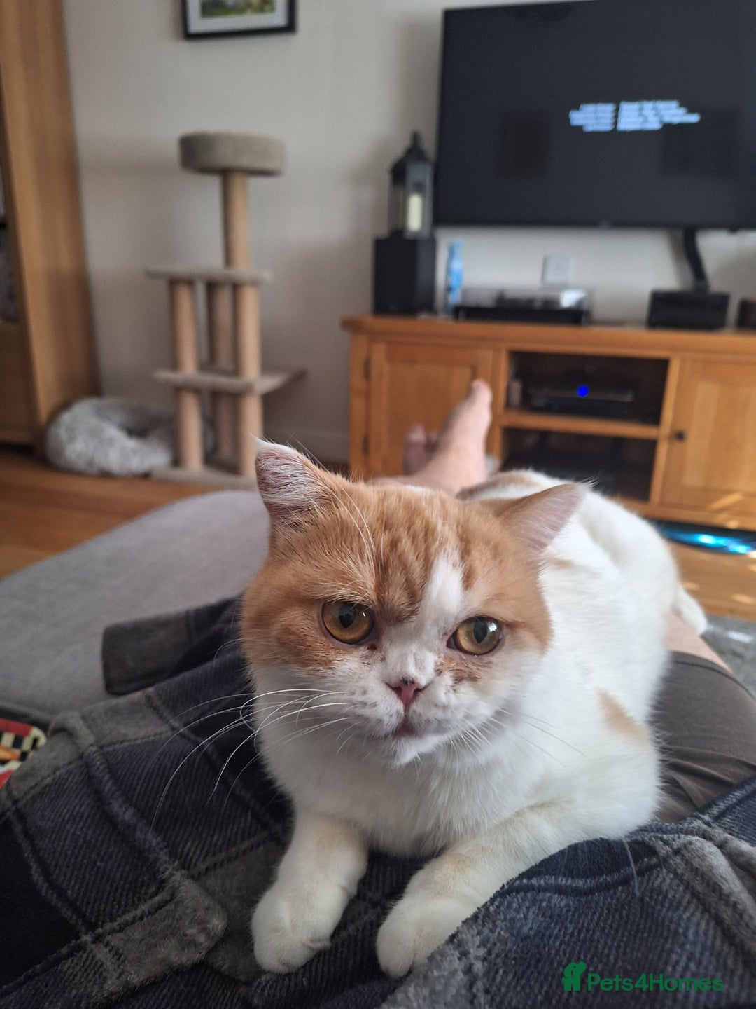 British Shorthair cats for sale: TWO YEAR OLD AFFECTIONATE CAT - Image 2