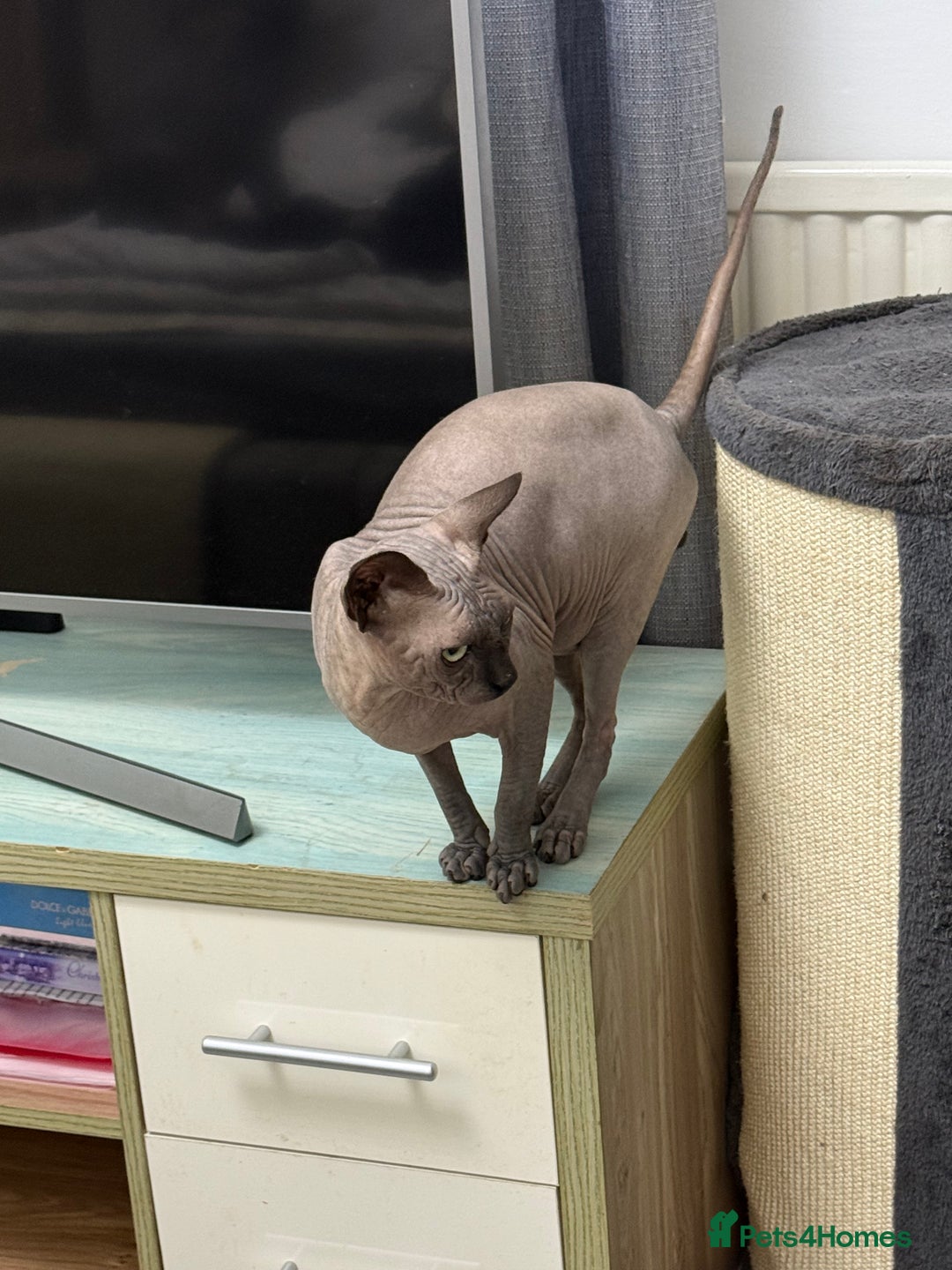 Sphynx cats for stud: TICA Registered Active, stunning Canadian Sphynx i - Advert 11