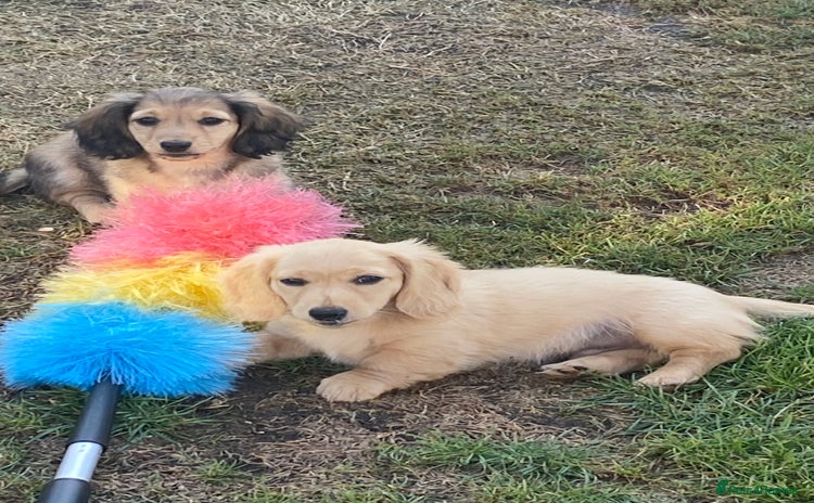 Miniature Dachshund dogs - Advert 16