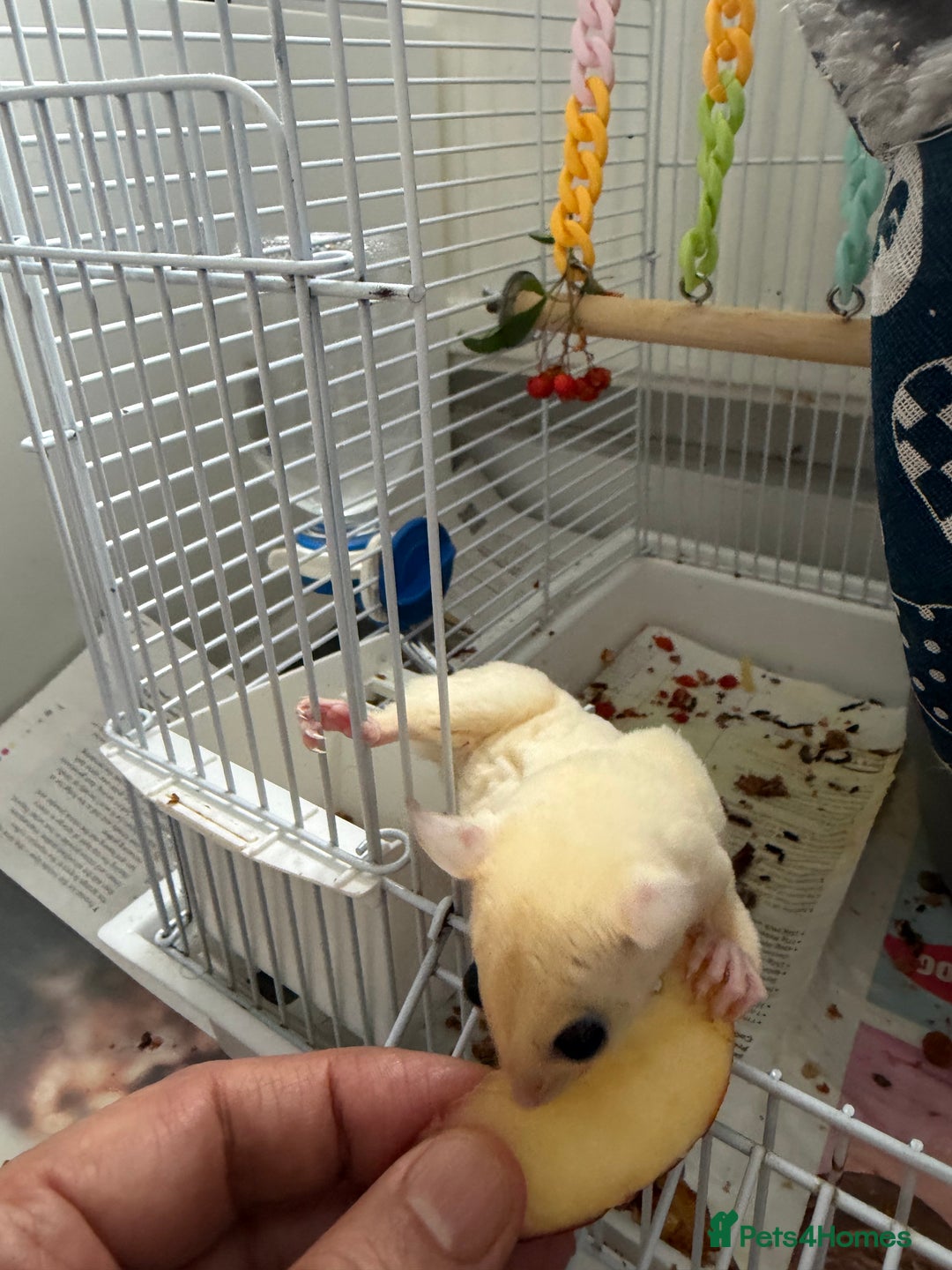 Sugar Glider rodents for sale: White and grey sugar glider - Advert 1