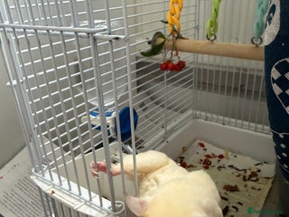 Sugar Glider rodents White and grey sugar glider - Advert 2