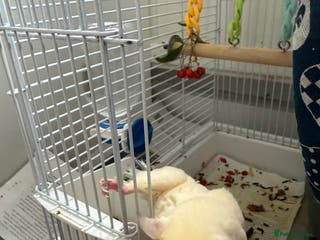 Sugar Glider rodents White and grey sugar glider - Advert 6