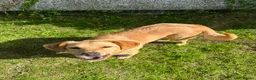 Mixed Breed dogs for adoption: Sandy - Now ready for her forever home  in Truro - Advert 2