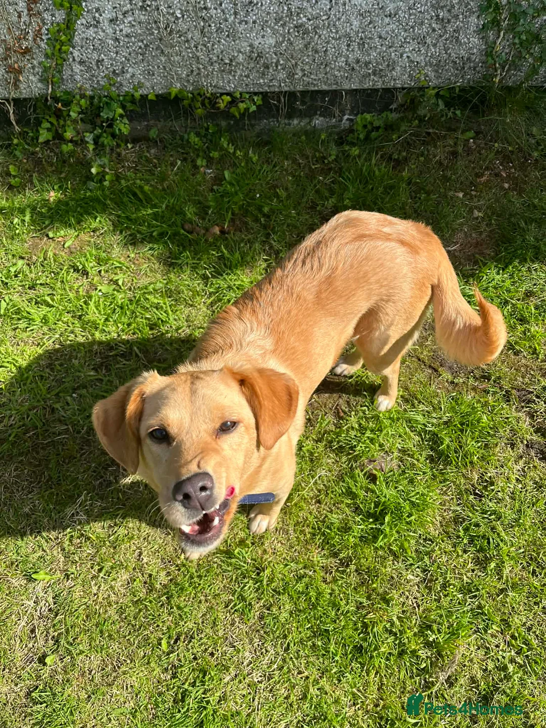 Mixed Breed dogs for adoption: Sandy - Now ready for her forever home  in Truro - Advert 2