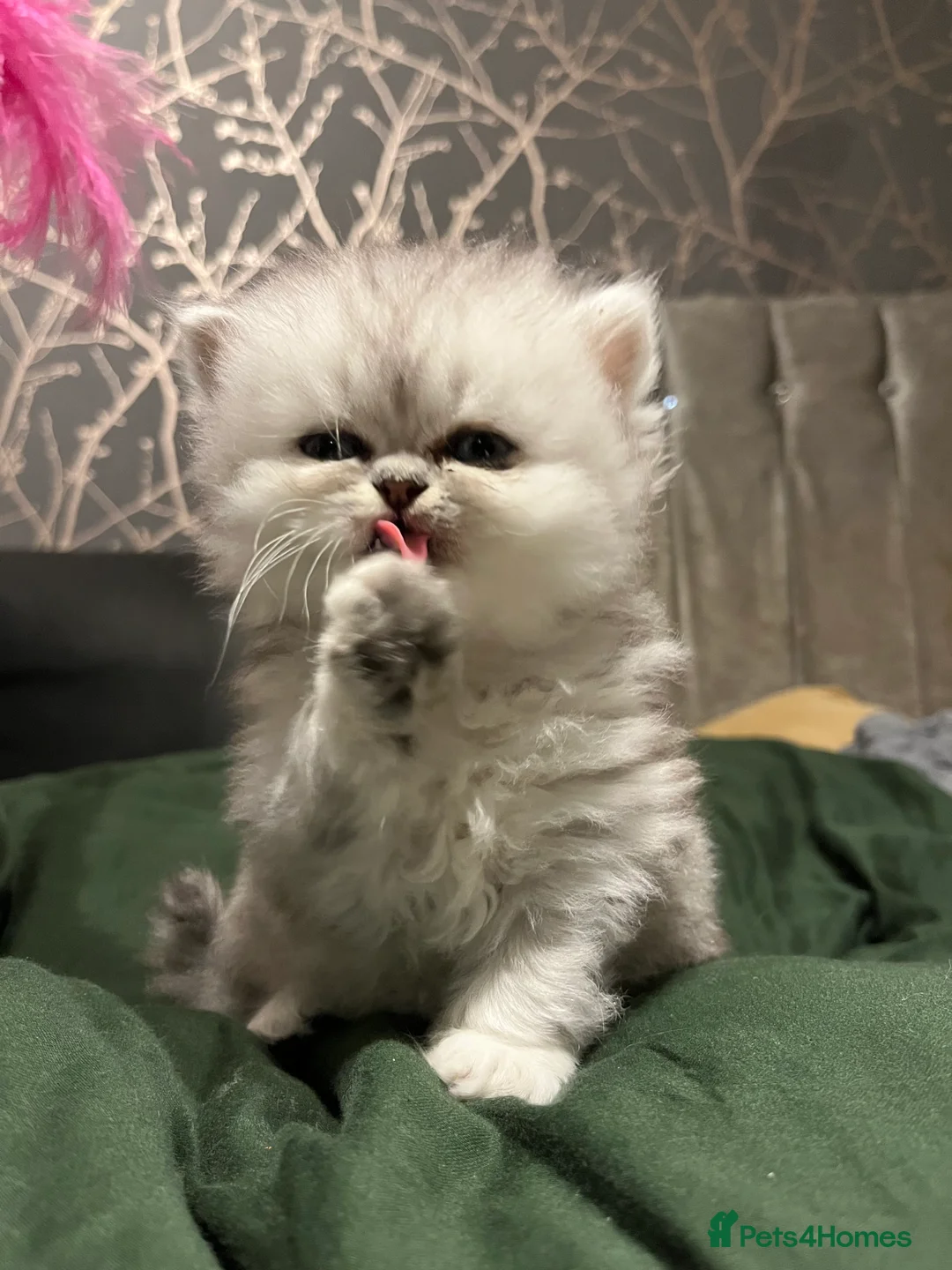 Persian cats for sale: SOLD .  - Advert 4