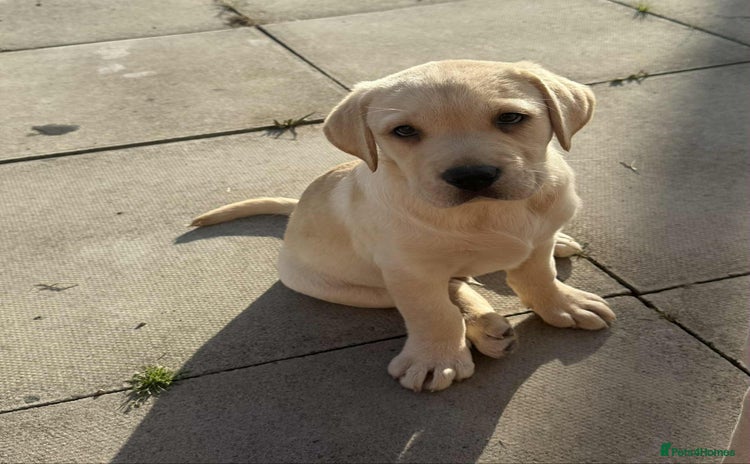 Labrador Retriever dogs - Advert 4