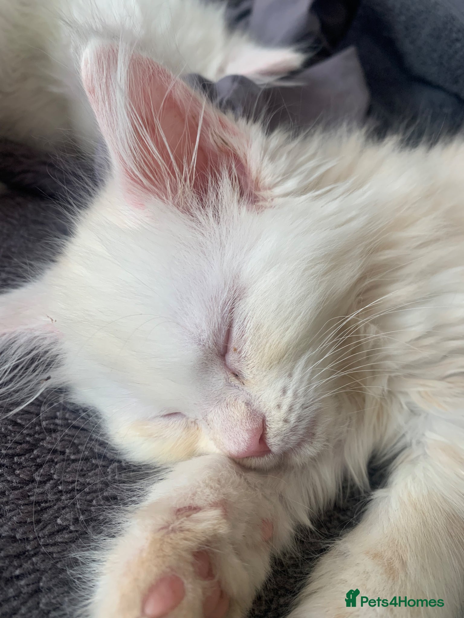 Maine Coon cats Beautiful male and female mainecoons - Advert 2