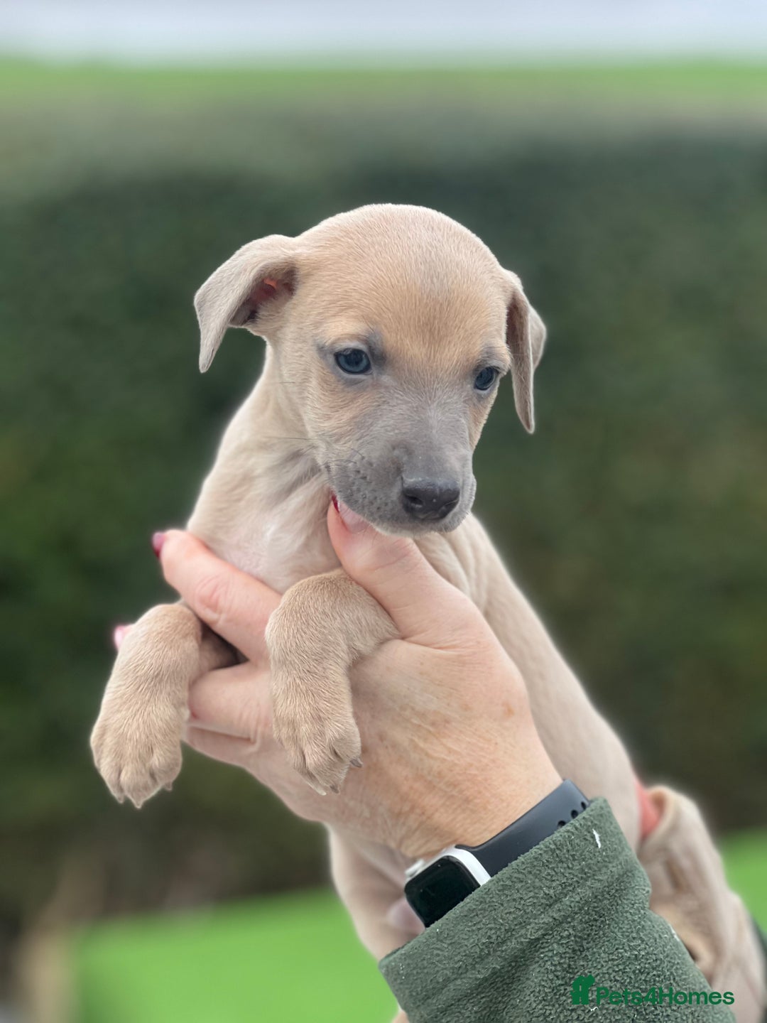 Whippet dogs for sale: Top Quality Whippet Puppies  - Advert 7