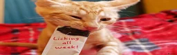Mixed Breed cats for sale: Best Friends in Training! Bengal x sphynx  - Advert 26
