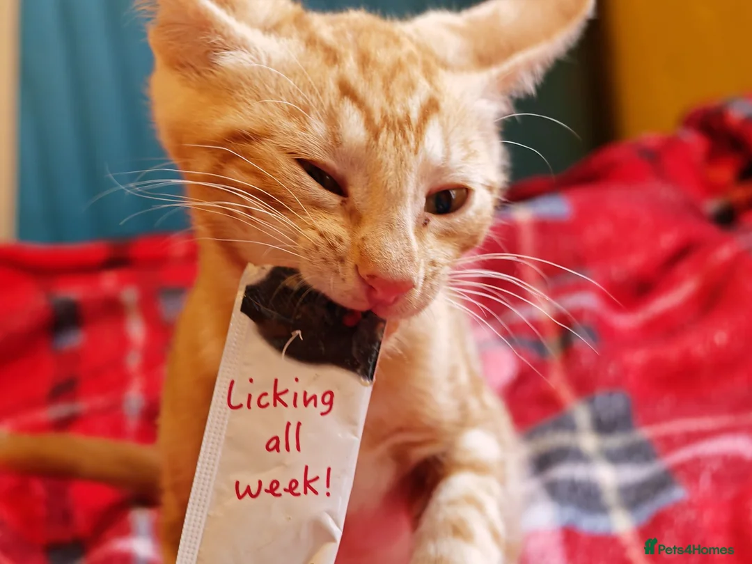 Mixed Breed cats for sale: Best Friends in Training! Bengal x sphynx  - Advert 26
