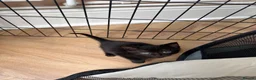 Mixed Breed cats for sale: Kittens ready now  - Advert 12