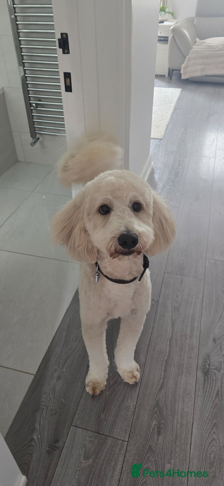 Labradoodle dogs Outstanding labradoodle stud  - Advert 12