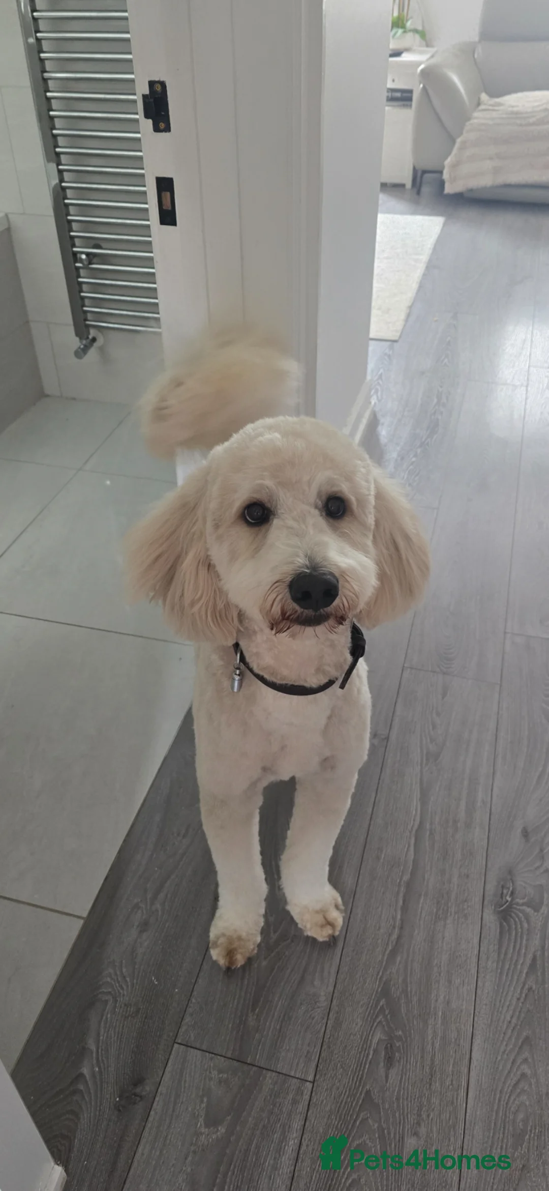 Labradoodle dogs for stud: Outstanding labradoodle stud  - Advert 1