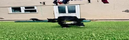 Sproodle dogs for sale: Stunning F1 Sproodles  - Advert 11
