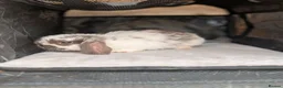 Mini Lop rabbits for sale: Beautiful litter of Mini lop bunnies  - Advert 9