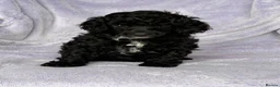 Toy Poodle dogs for sale: Beautiful Black Toy Poodle Girl Available - Advert 2