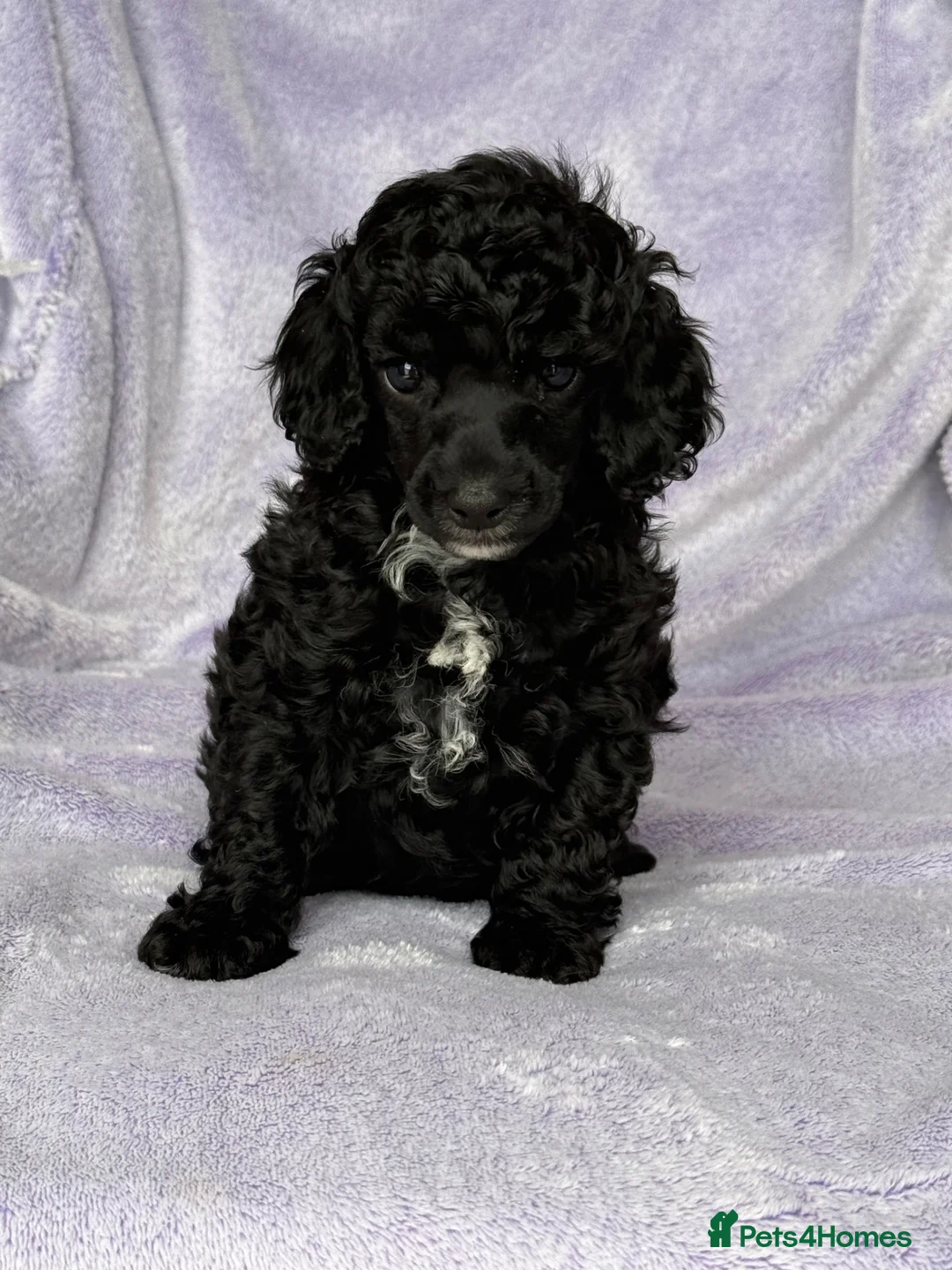 Toy Poodle dogs for sale: Beautiful Black Toy Poodle Girl Available - Advert 2