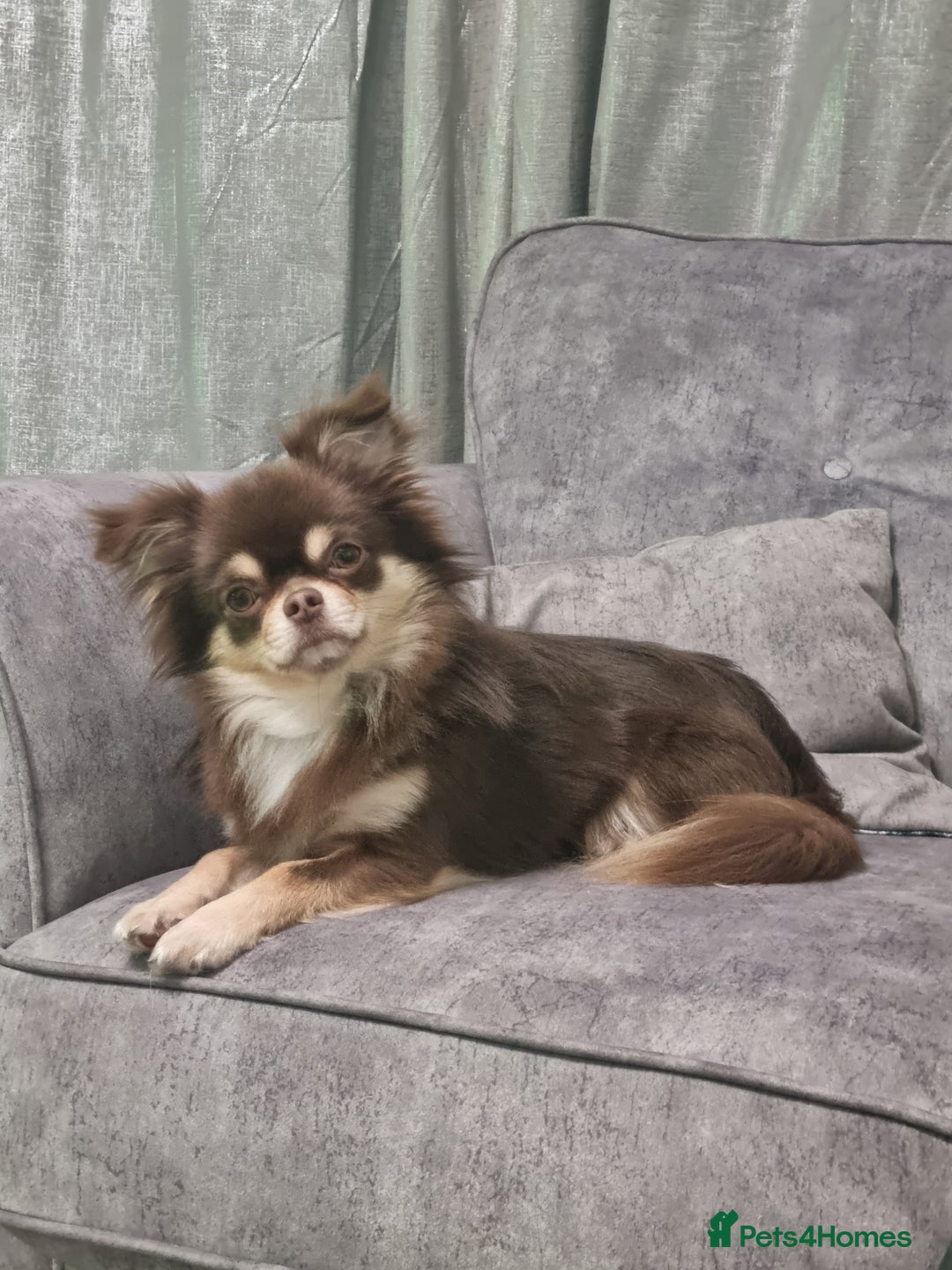Chihuahua dogs for sale: Stunning Russian lines, Long haired Chihuahuas  - Image 25
