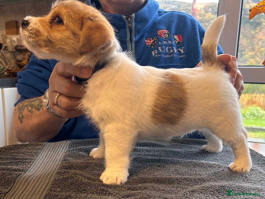 Jack Russell dogs for sale: Pedigree Jack Russell Terriers - Image 28
