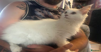 Maine Coon cats in Doncaster - Advert 13