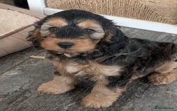 Cockapoo dogs for sale: Sable Cockapoo girl - Image 2