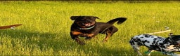 Rottweiler dogs for stud: KC REGISTERED ROTTWEILER in Worcester - Advert 2