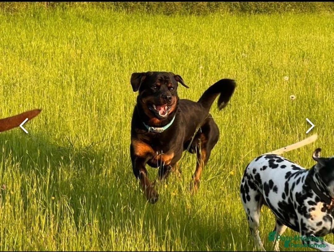 Rottweiler dogs for stud: KC REGISTERED ROTTWEILER in Worcester - Advert 2