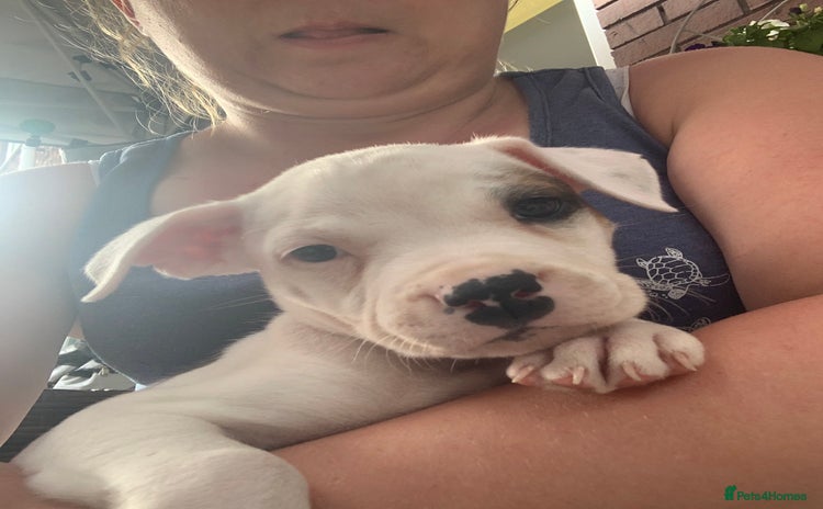 Staffordshire Bull Terrier dogs - Advert 4