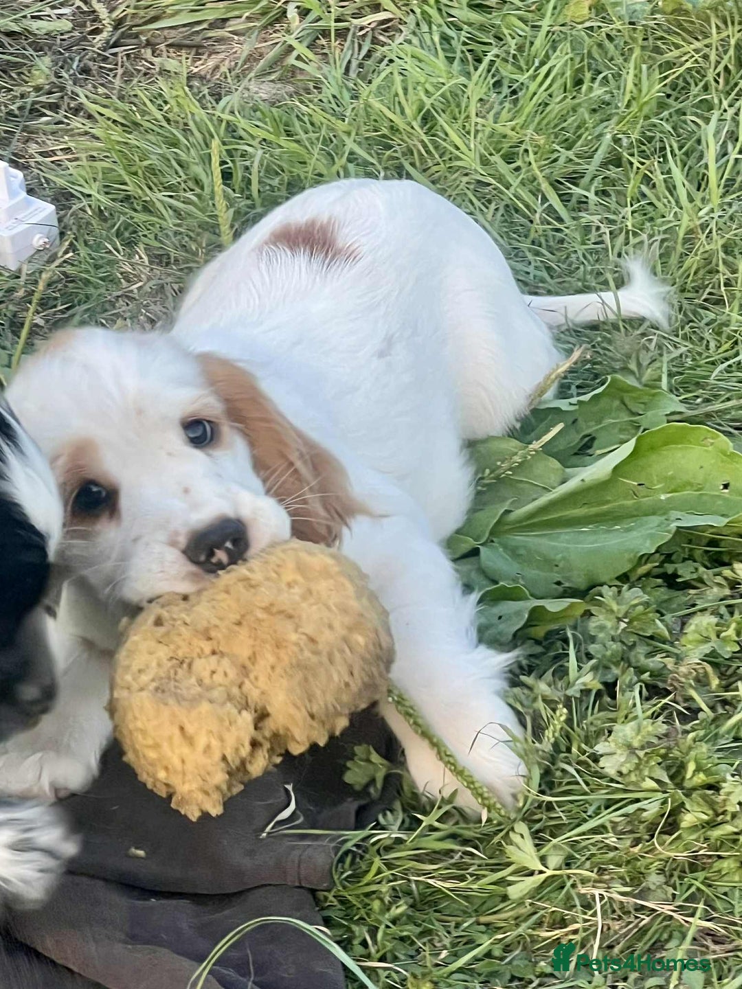 Cocker Spaniel dogs for sale: Stunning ShOw Cockers Fully vaccinated - Image 15