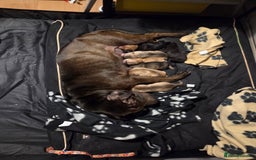 Mixed Breed dogs for sale: Shar pei cross husky puppies  - Image 10