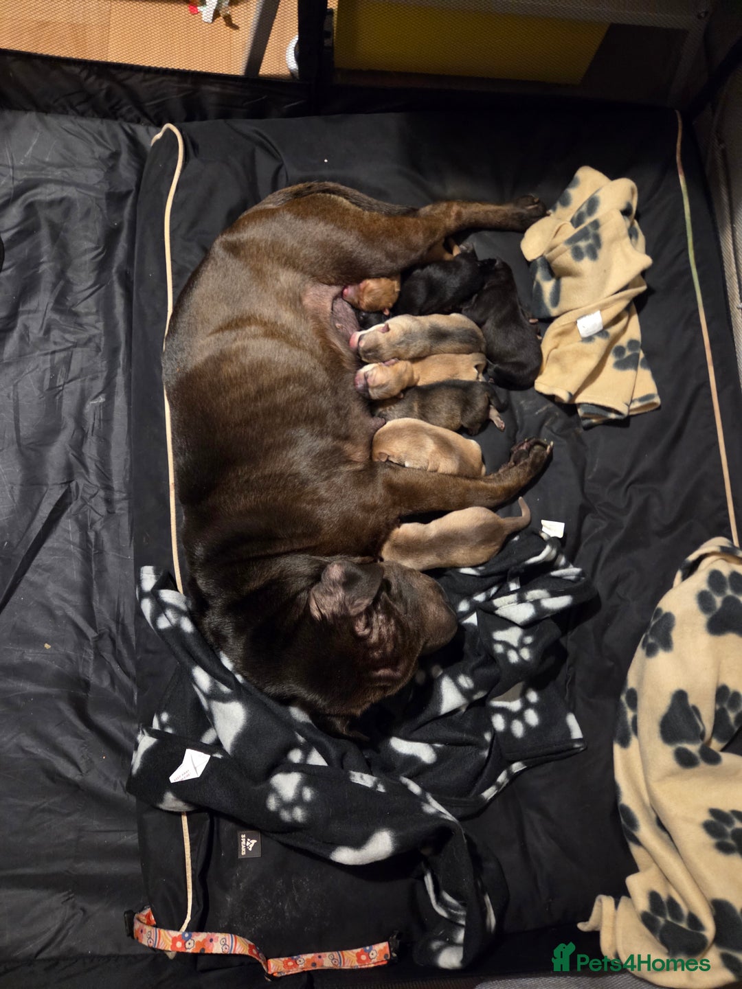 Mixed Breed dogs for sale: Shar pei cross husky puppies  - Image 10