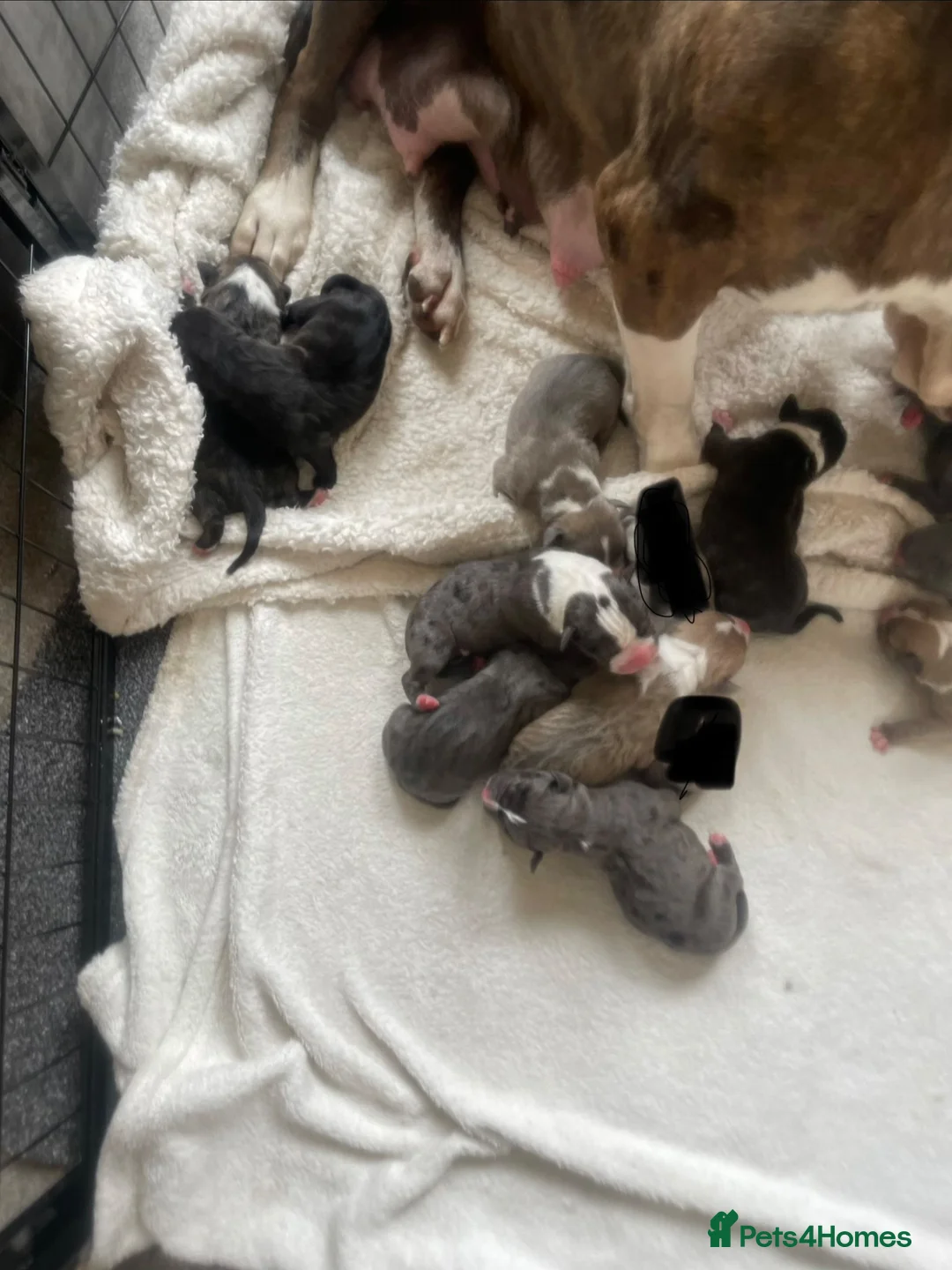 American Bull Staffy dogs for sale: Amstaff X pups  - Advert 2