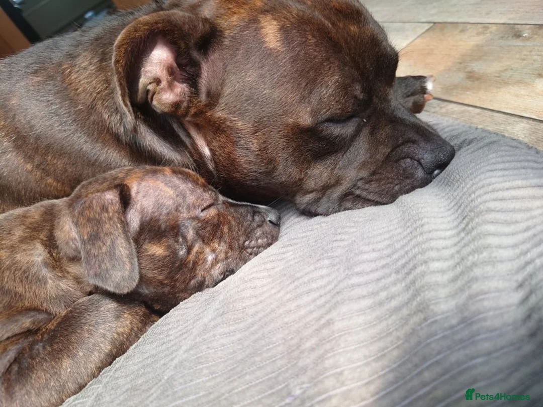 Staffordshire Bull Terrier dogs for sale: Pedigree Staffordshire Bull Terrier male puppy - Advert 4