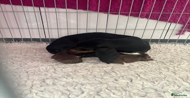 Dachshund dogs - Advert 6