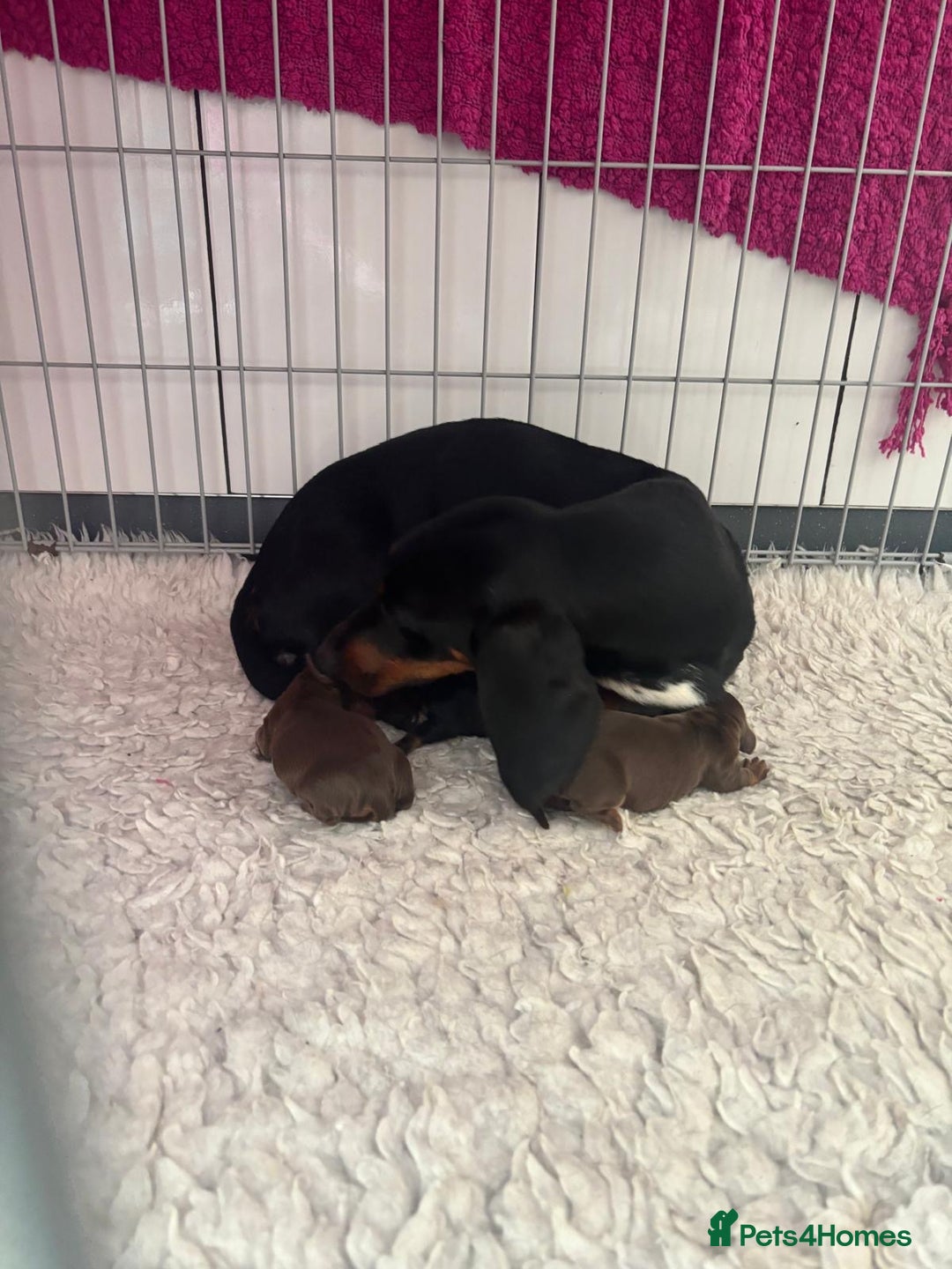 Dachshund dogs for sale: Dachshund puppies - Image 3