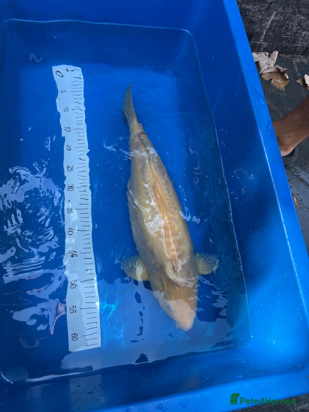 Koi Carp fish for sale: Japanese koi carp - Advert 2