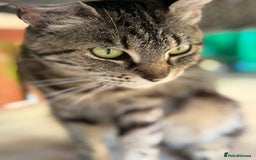 British Shorthair cats for sale: 3 male kittens  - Image 4
