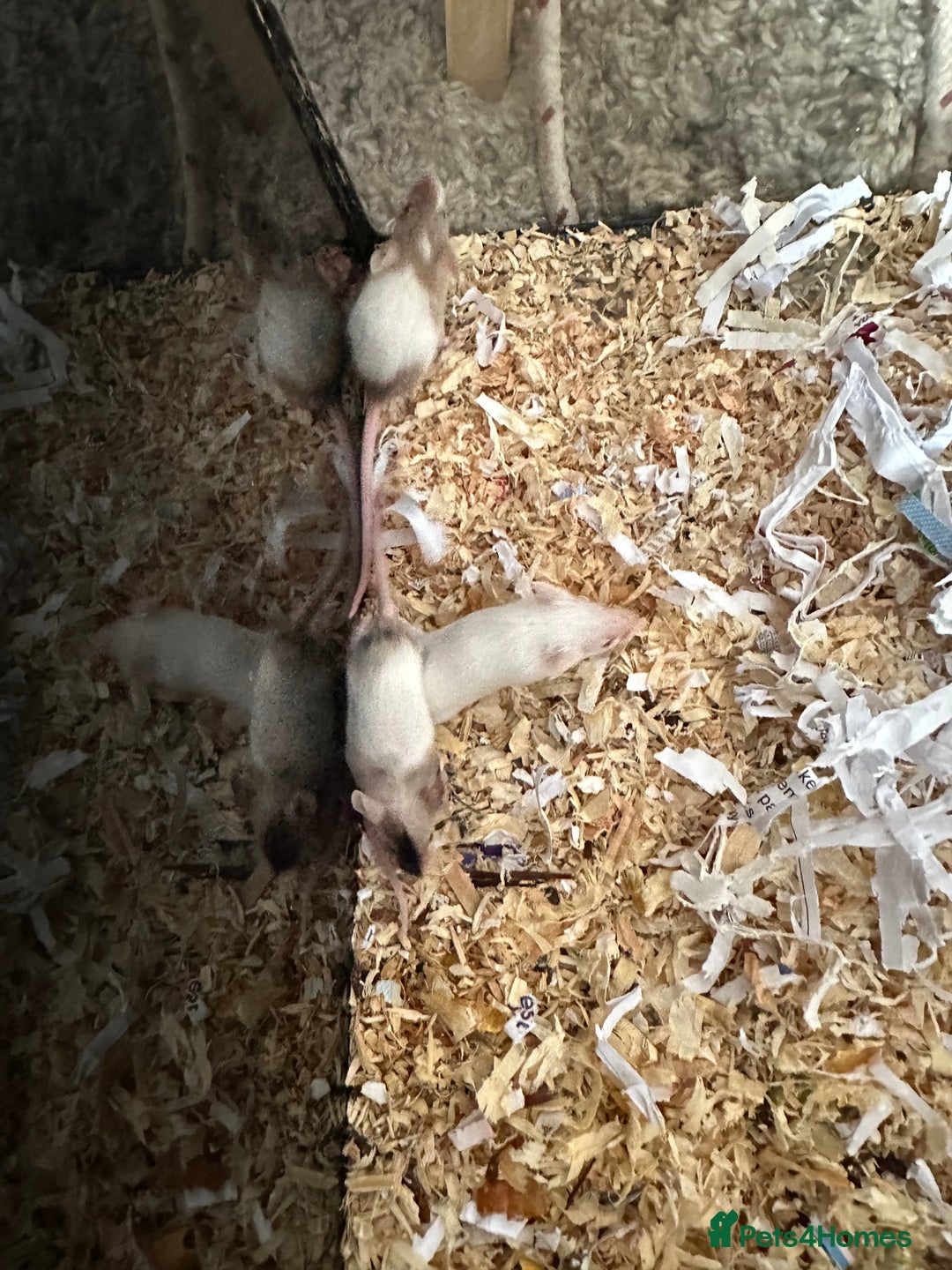 Mouse rodents for sale: Girl and boy mice babies  - Image 6