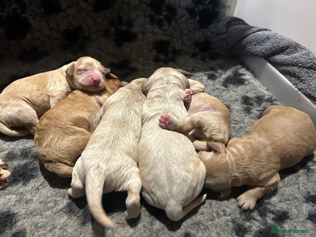 Cockapoo dogs for sale: F1 Cockapoo Puppies  - Advert 2