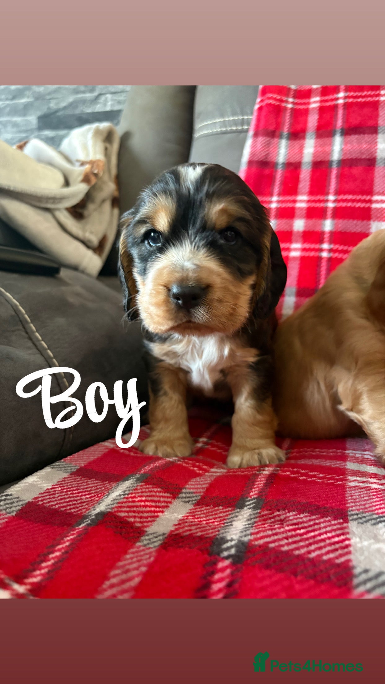 Cocker Spaniel dogs Show type cocker spaniel pups - Advert 15