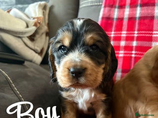 Cocker Spaniel dogs Show type cocker spaniel pups - Advert 15