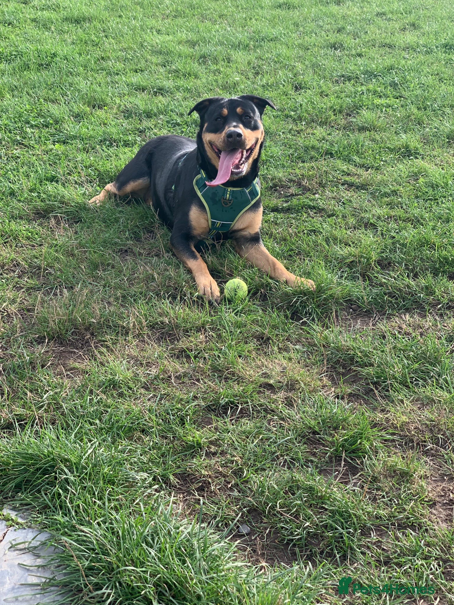 Mixed Breed dogs Female puppies  - Advert 4