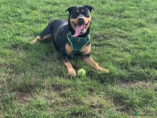 Mixed Breed dogs Female puppies - Advert 4